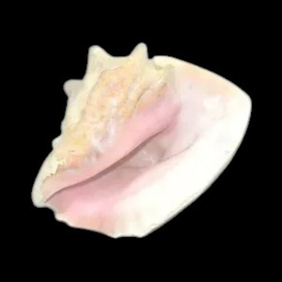Vintage Bahama Conch Shell - Picture 2 of 9